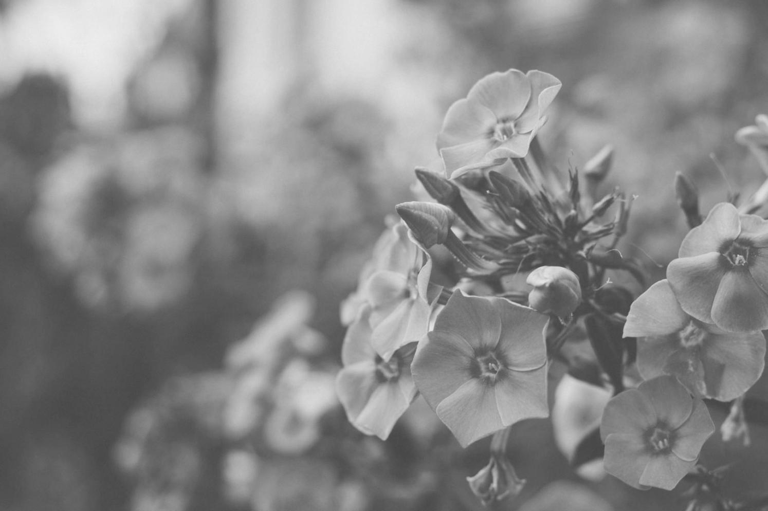 Proyek kolaboratif komunitas desain floral